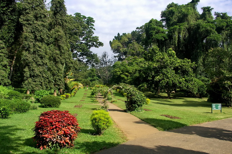 Sri Lanka, Kandy, Royal Botanical Garden